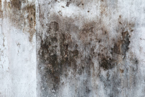 Best Emergency Mold Remediation  in West Modesto, CA